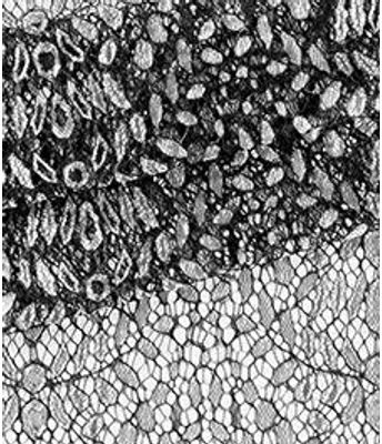 RENDA EDUARDA COLOR BRANCO