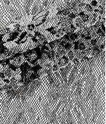 IMAGE_T