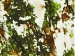 IMAGE_L