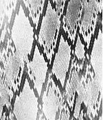 IMAGE_T
