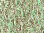 IMAGE_L